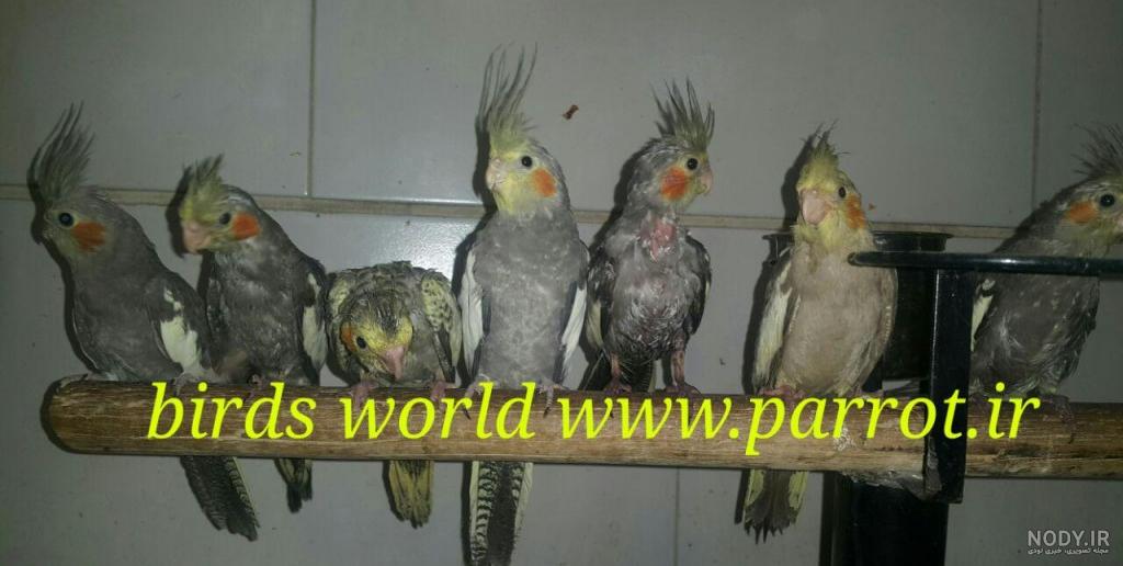 عکس عروس هلندی تازه دون خور شده