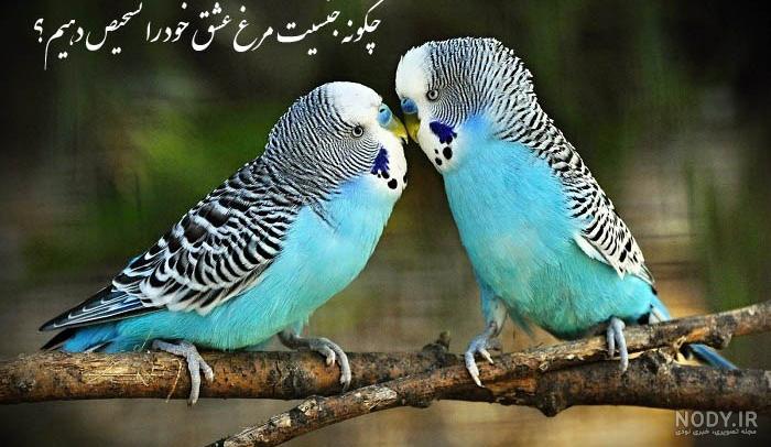 عکس مرغ عشق بنفش