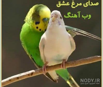 عکس مرغ عشق حامله