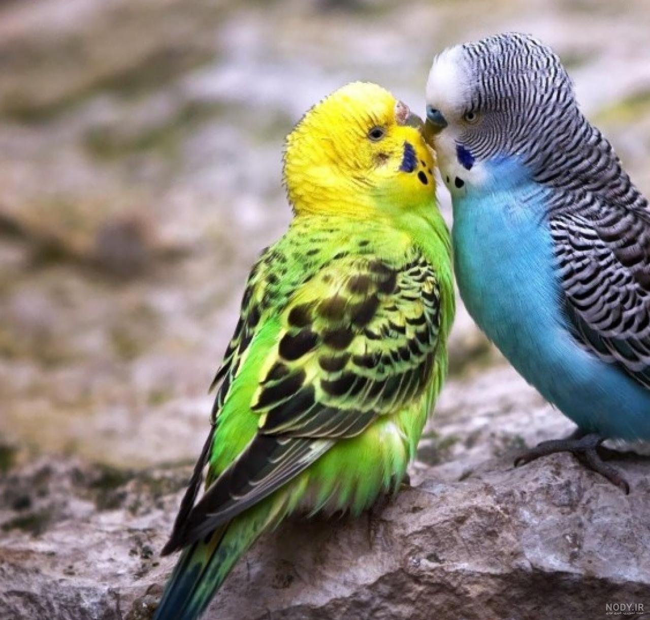 عکس مرغ عشق حامله