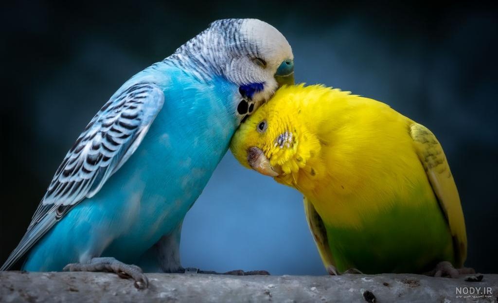 عکس مرغ عشق رنگین کمانی