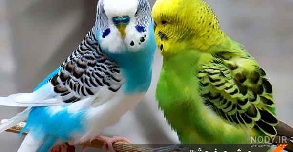 عکس مرغ عشق زرد
