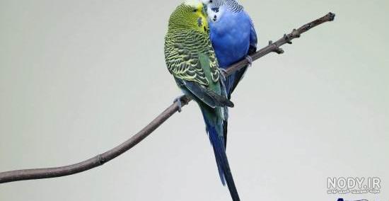 عکس مرغ عشق سیاه