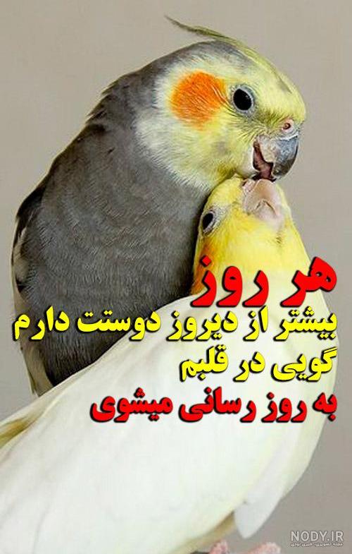 عکس مرغ عشق سیاه