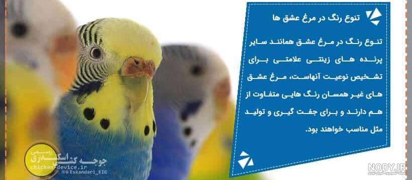عکس مرغ عشق نر