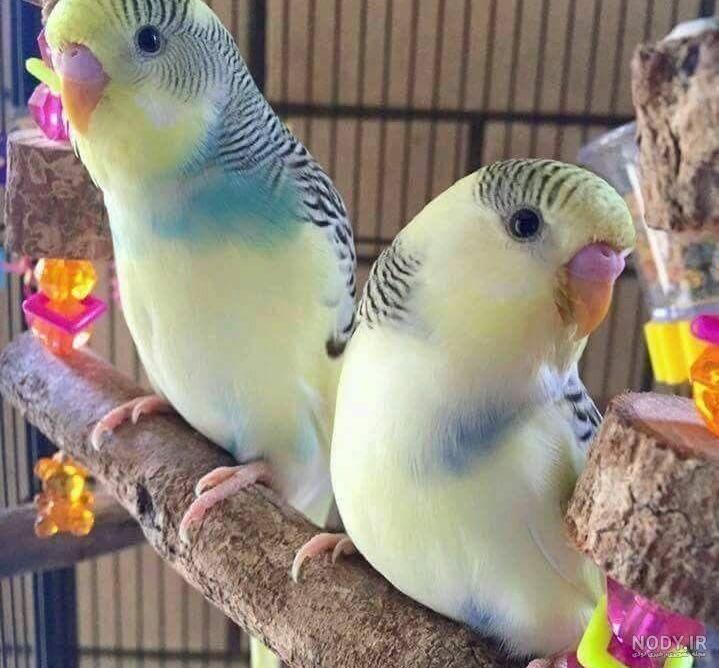 عکس مرغ عشق وحشی