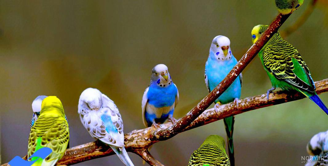 عکس مرغ عشق وحشی
