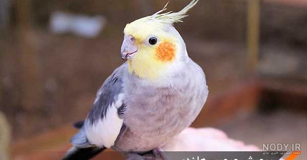 غذای عروس هلندی در پاییز