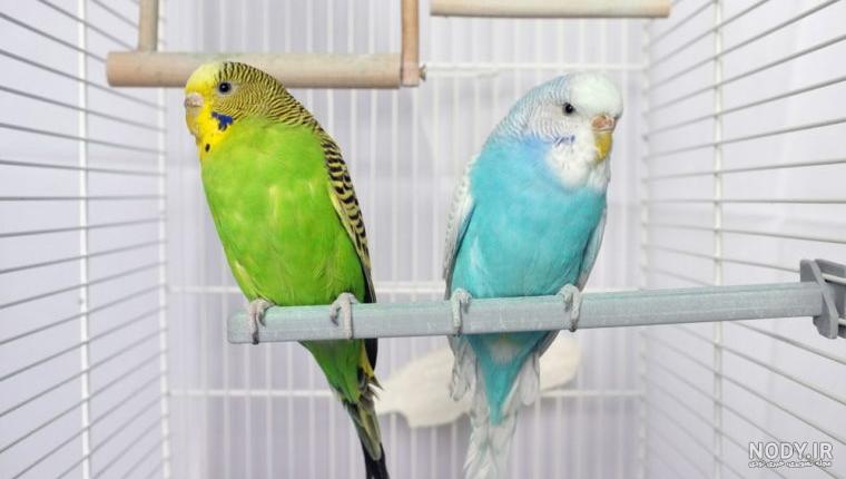 مرغ عشق اسپانگل اوپالین