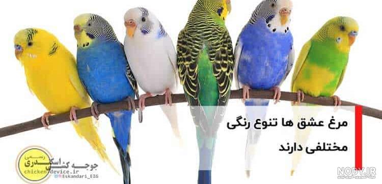مرغ عشق اسپانگل یلوفیس