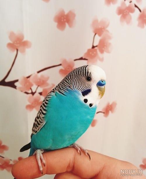 مرغ عشق رنگ خاص