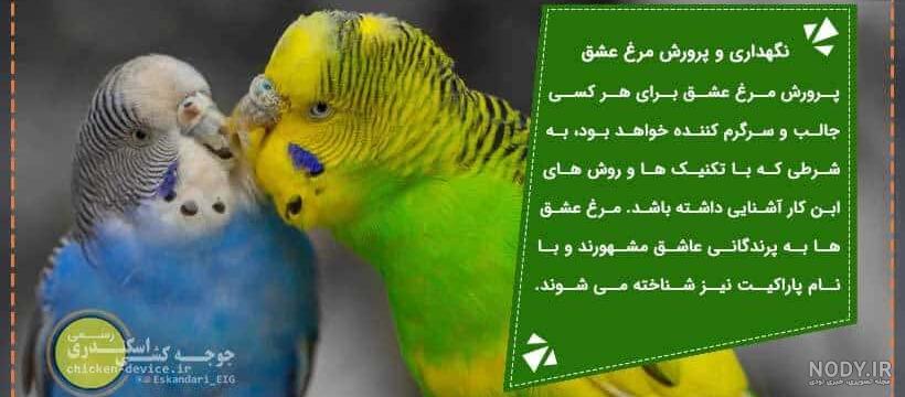 مرغ عشق سیاه