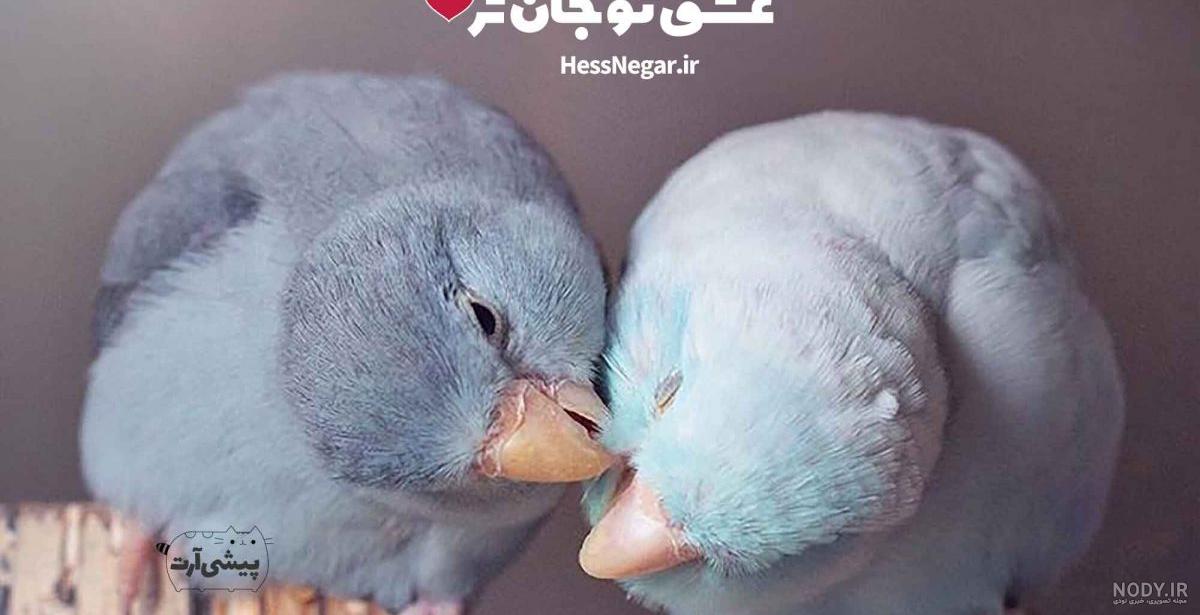 مرغ عشق صورتی