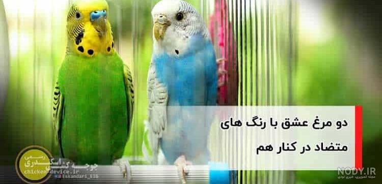 مرغ عشق قرمز