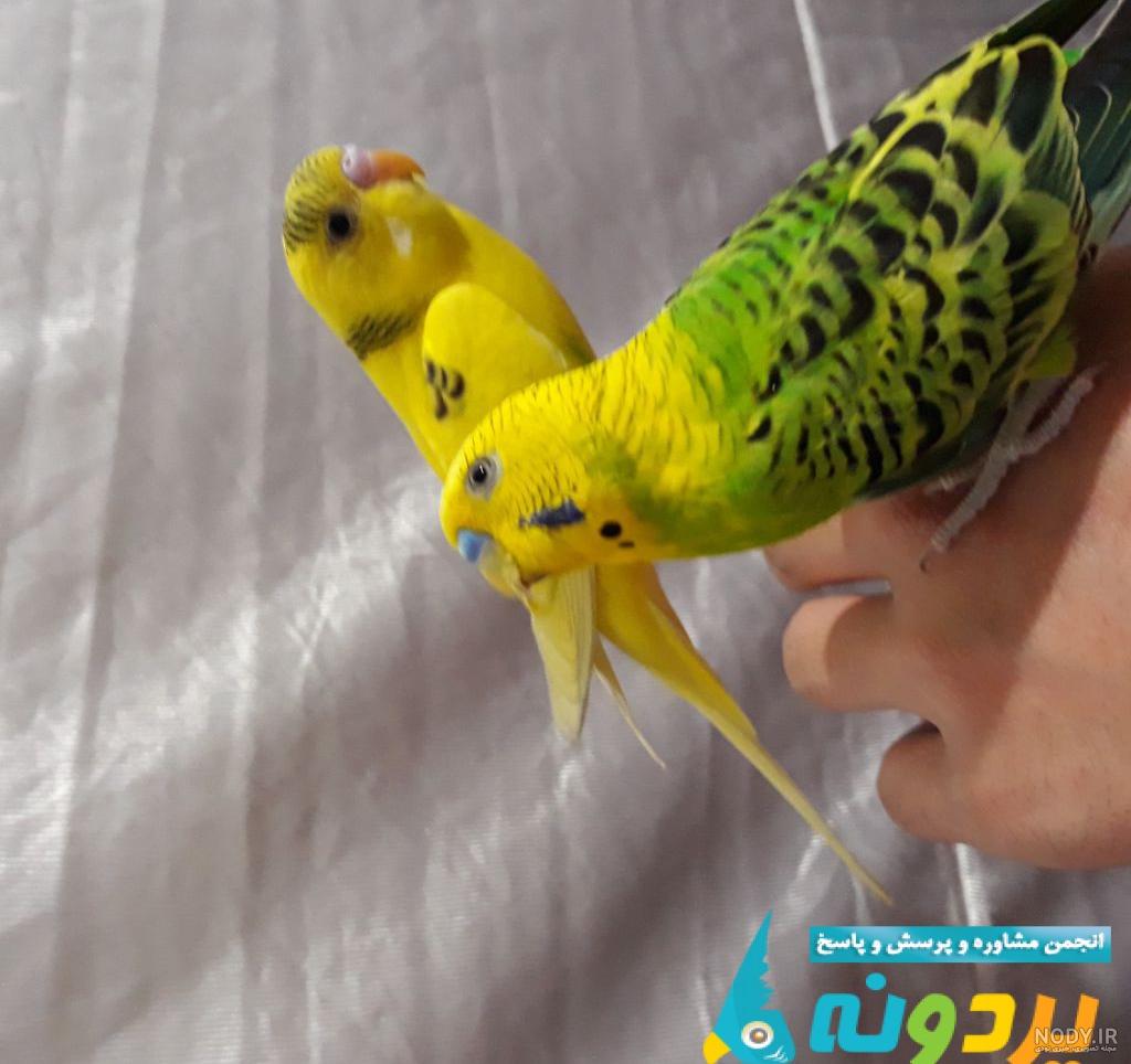 مرغ عشق وحشی در طبیعت