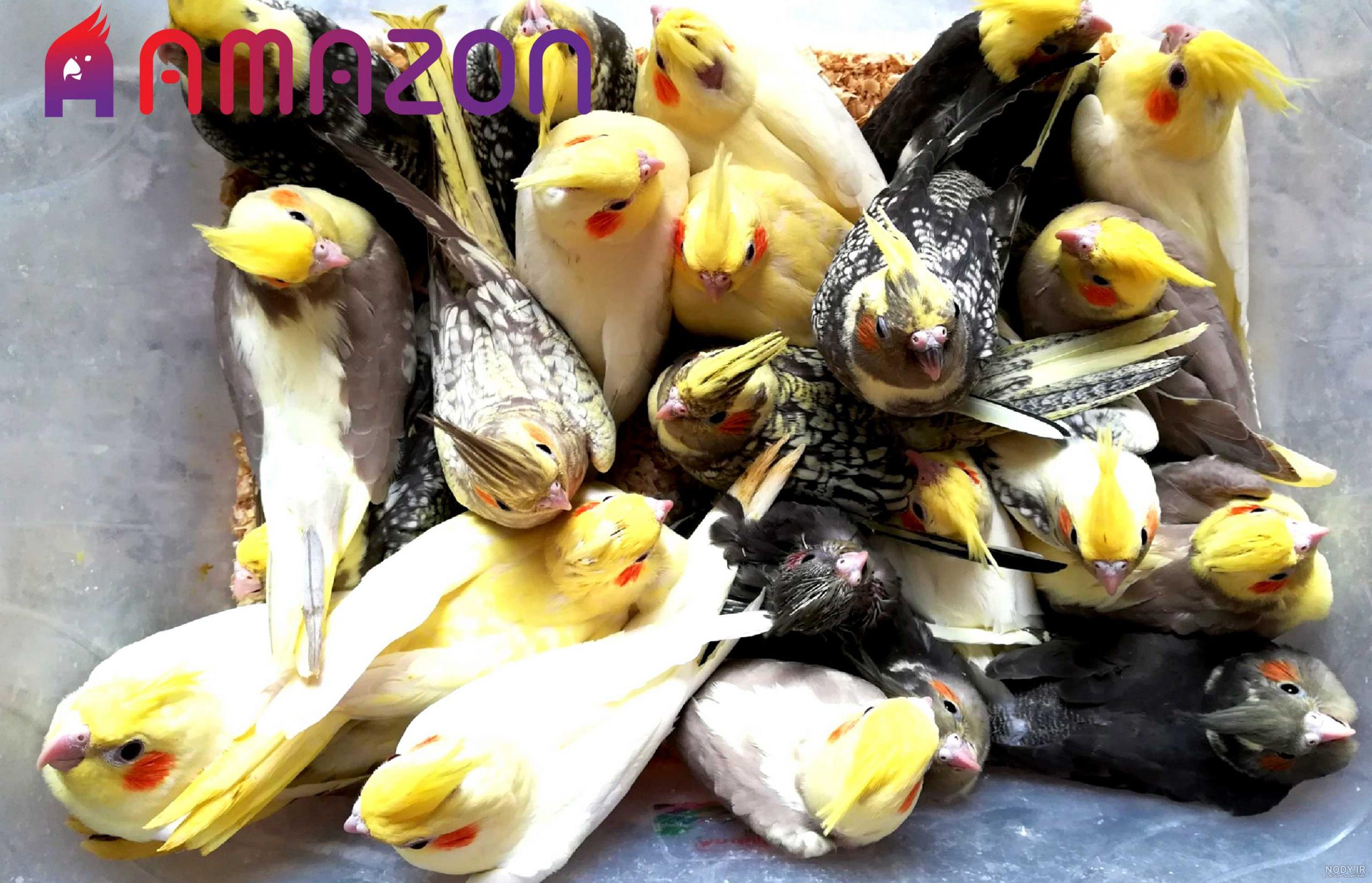 نرم خوری جوجه عروس هلندی