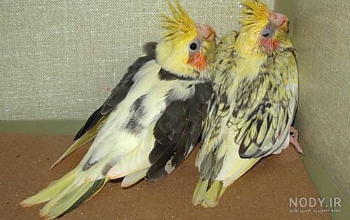 چه سرلاکی برای عروس هلندی خوبه