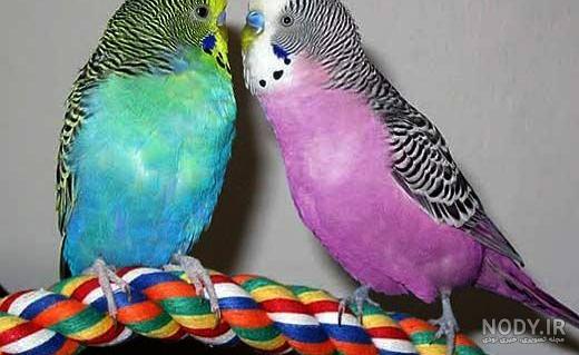 چگونه مرغ عشق بالغ را دستی کنیم
