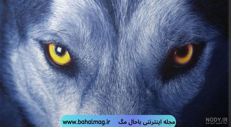 عکس گرگ واقعی
