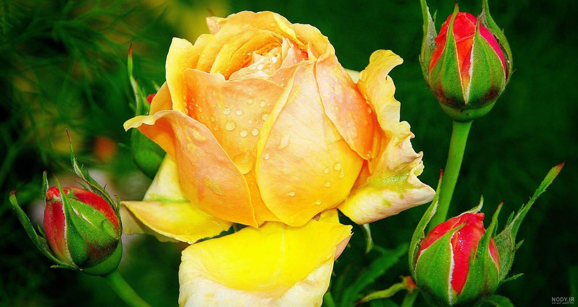 عکس گل طبیعت جدید