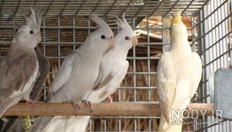 قیمت قفس عروس هلندی دیجی کالا