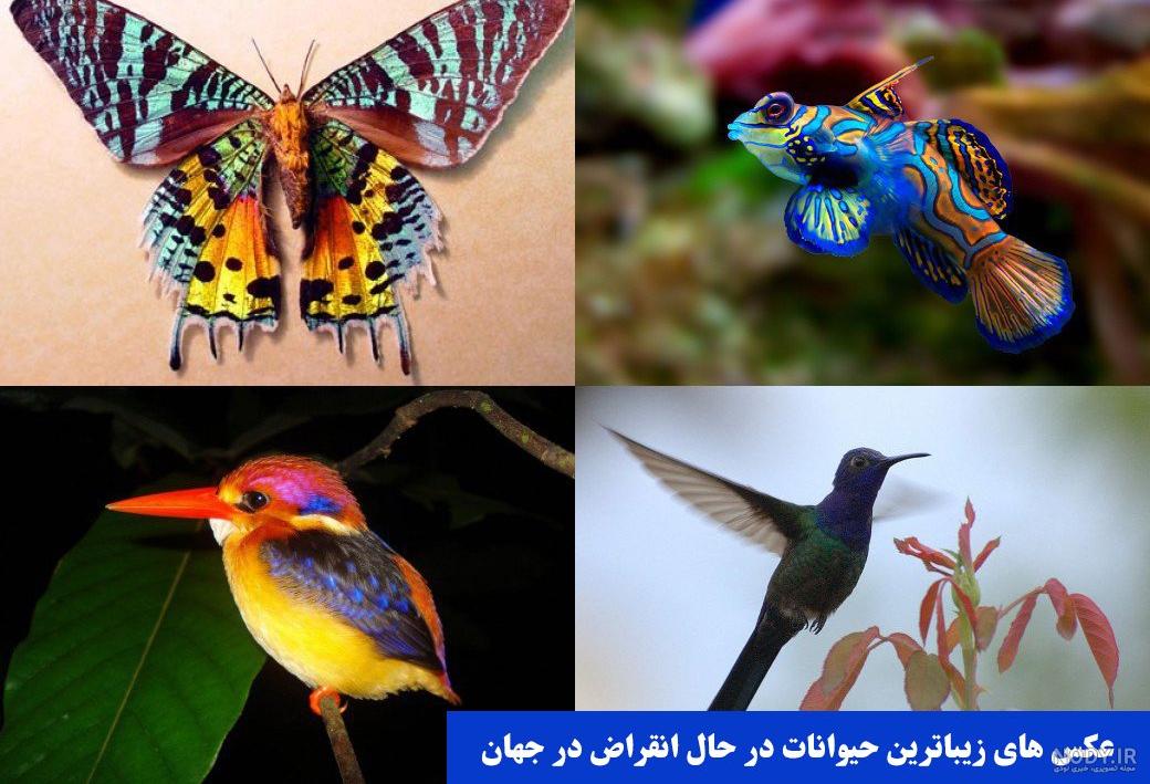 اسم حیوانات بیابانی اسم حیوانات بیابانی