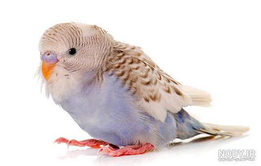 دانلود عکس مرغ عشق دانلود عکس مرغ عشق