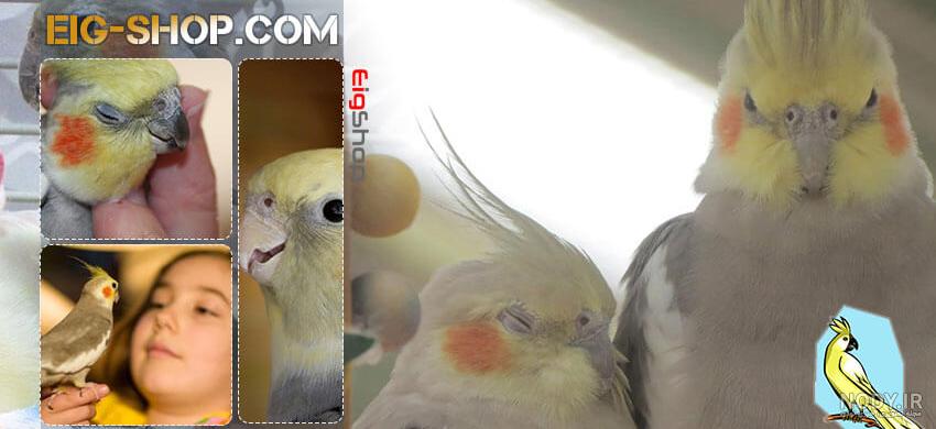 عروس هلندی ابلق آلبینو عروس هلندی ابلق آلبینو