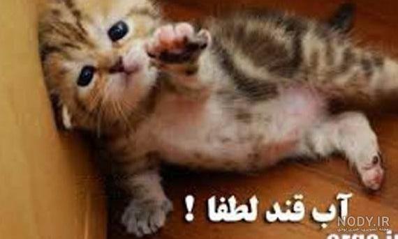 عکس جوجه خنده دار عکس جوجه خنده دار