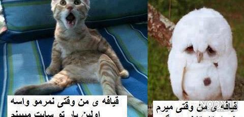 عکس خنده دار سگ و گربه عکس خنده دار سگ و گربه