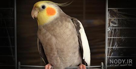 عکس عروس هلندی آهویی نر عکس عروس هلندی آهویی نر