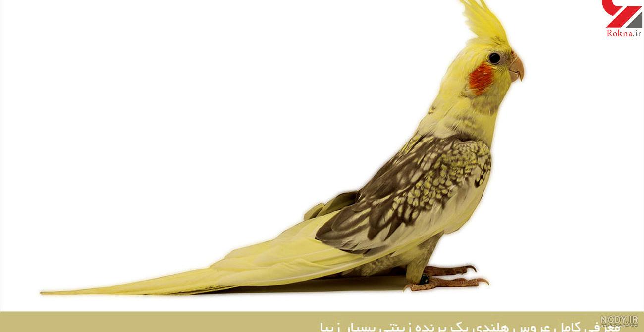 عکس عروس هلندی نر و ماده عکس عروس هلندی نر و ماده