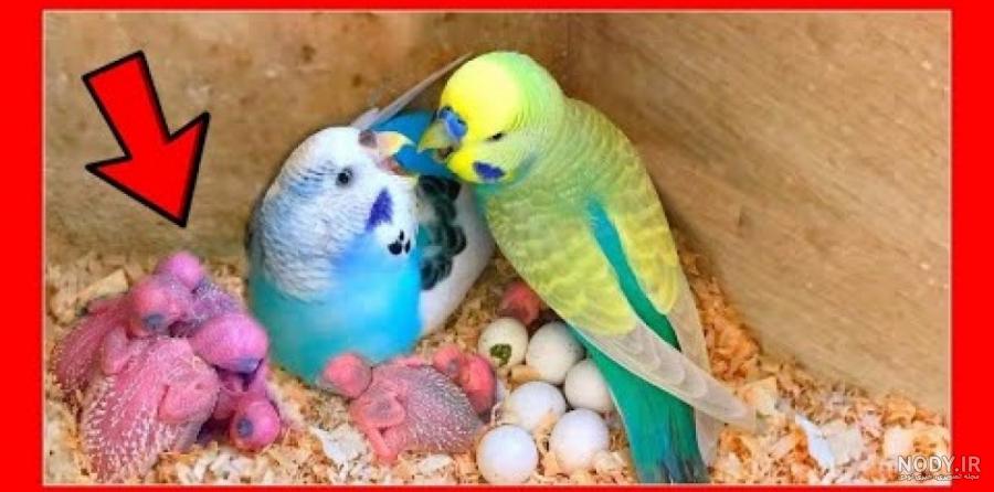 عکس مرغ عشق بنفش عکس مرغ عشق بنفش