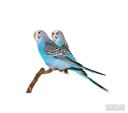 عکس مرغ عشق وحشی عکس مرغ عشق وحشی