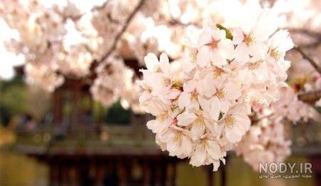عکسهای گل طبیعی زیبا