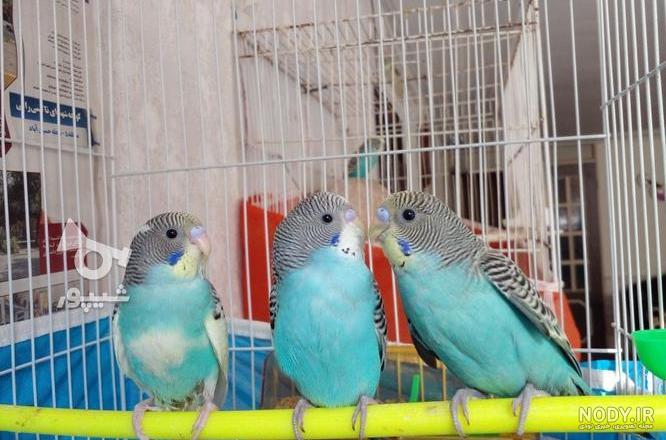 قیمت مرغ عشق دیوار