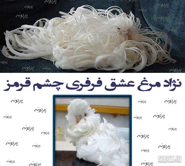 مرغ عشق رنگین کمانی