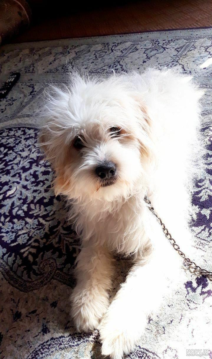 پی پی یعنی چه