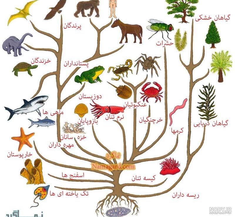 ژن خودخواه ایران کتاب ژن خودخواه ایران کتاب