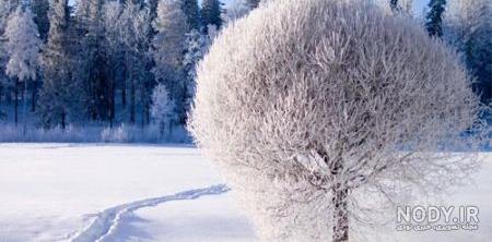 عکس گل زمستانی برای پروفایل