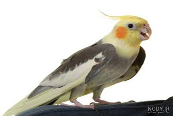 خصوصیات عروس هلندی نر خصوصیات عروس هلندی نر