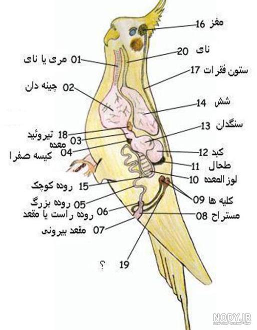 عروس هلندی مرواریدی عروس هلندی مرواریدی