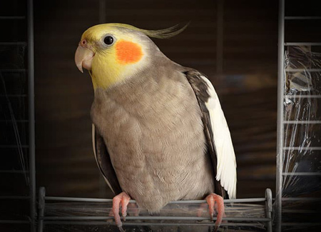 عکس عروس هلندی نر و ماده عکس عروس هلندی نر و ماده