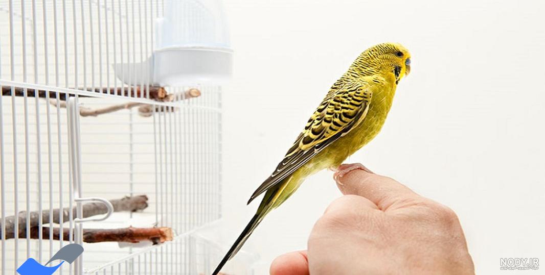 عکس مرغ عشق دستی