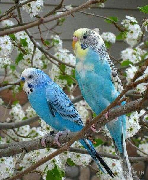 عکس مرغ عشق زرد