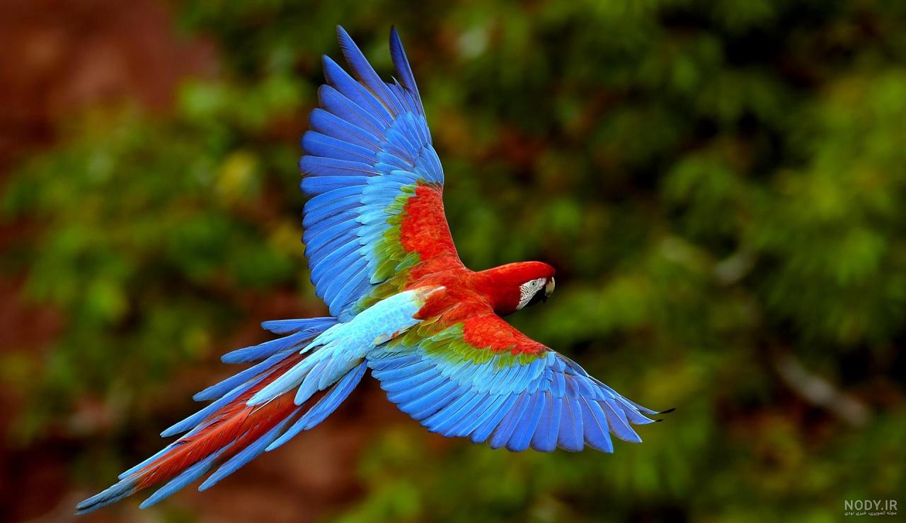 عکس مرغ عشق سفید