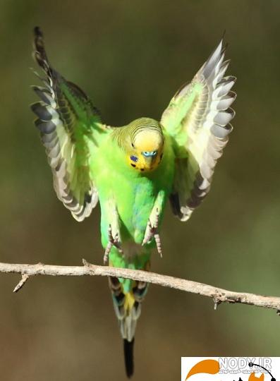 عکس مرغ عشق سیاه