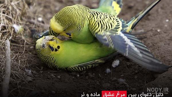 چگونه مرغ عشق بالغ را دستی کنیم