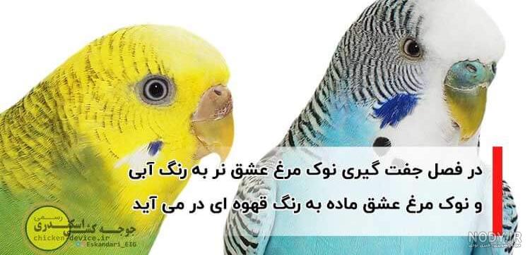 آویزان شدن مرغ عشق از سقف قفس آویزان شدن مرغ عشق از سقف قفس