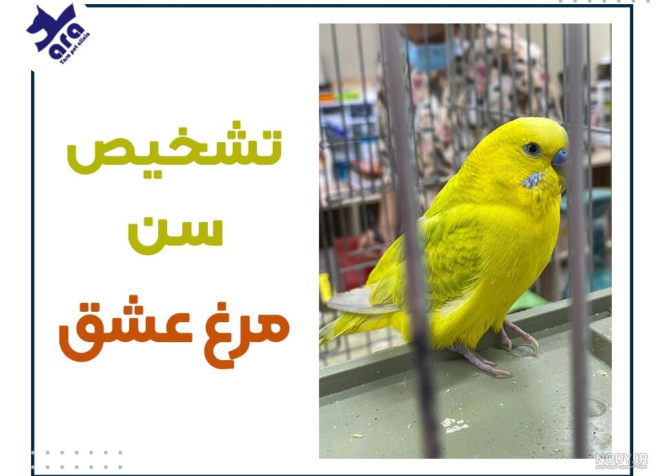 برای مست شدن مرغ عشق چه باید کرد برای مست شدن مرغ عشق چه باید کرد